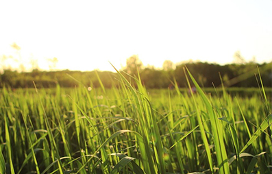 煮飯前你會(huì)讓大米先泡水嗎？沒(méi)有試過(guò)的話(huà)不妨一試